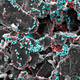 A close look at a silicon anode.